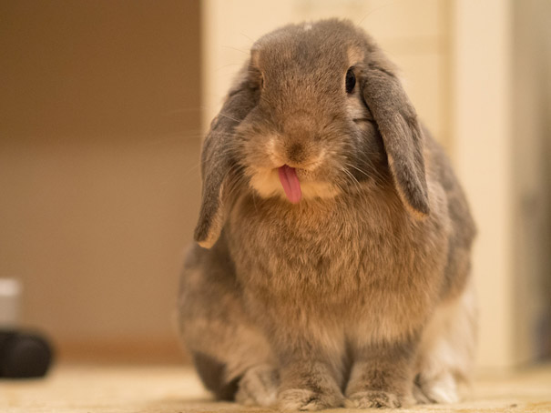 20 очаровательных фотографий кроликов-18