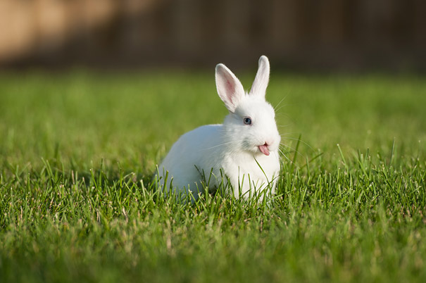 20 очаровательных фотографий кроликов-7