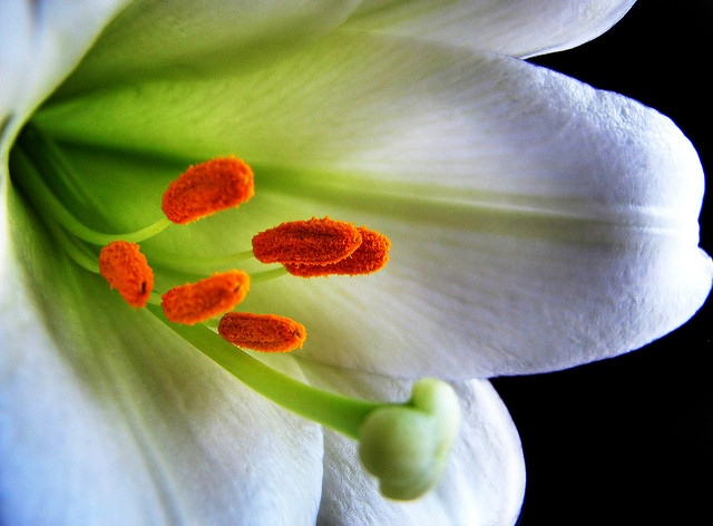 Потрясающие лилии - 18 фотографий