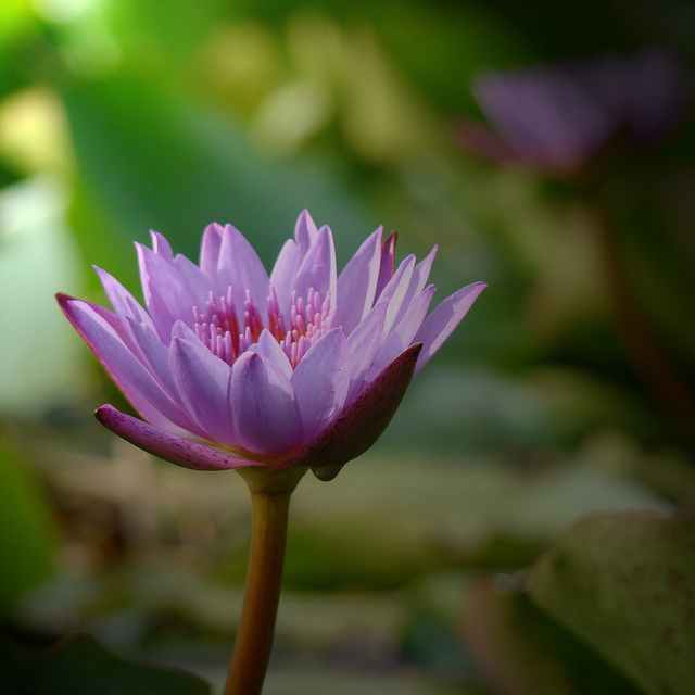 Потрясающие лилии - 18 фотографий