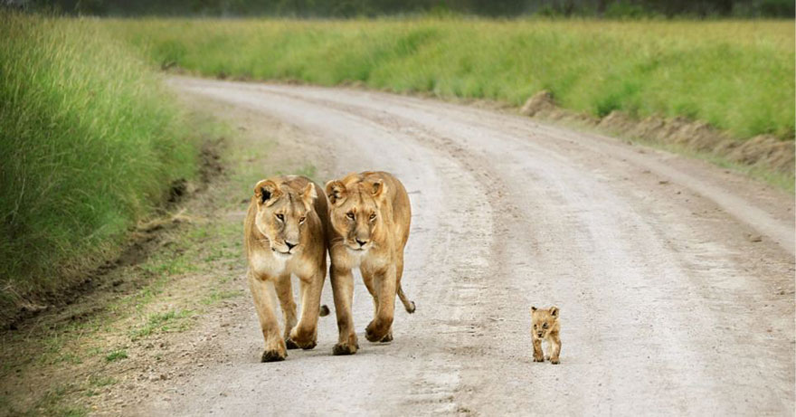 Отцы и дети в царстве животных - 25 самых очаровательных фотографий