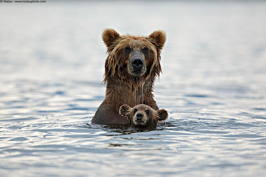 Отцы и дети в царстве животных - 25 самых очаровательных фотографий