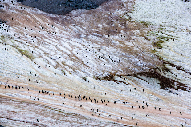 Красочные пейзажи Антарктиды от Гастона Лакомба_0004