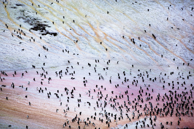 Красочные пейзажи Антарктиды от Гастона Лакомба
