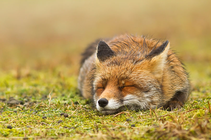 Непредсказуемые дикие лисы в фотографиях Розелин Реймонд-13