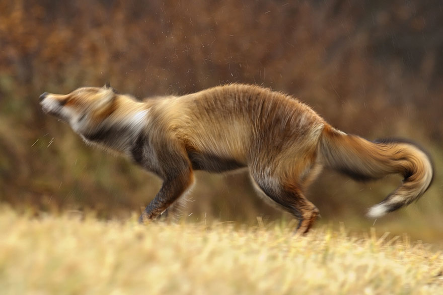 Непредсказуемые дикие лисы в фотографиях Розелин Реймонд-3-2