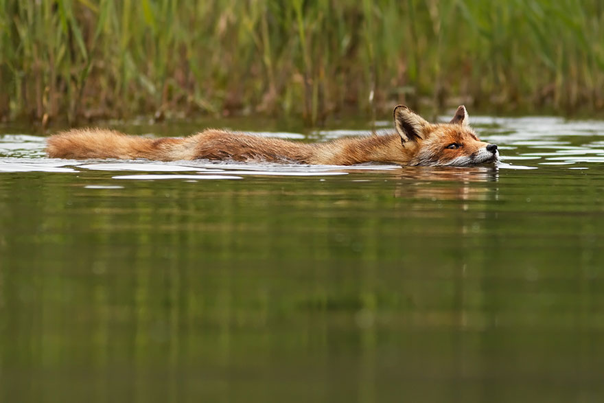 Непредсказуемые дикие лисы в фотографиях Розелин Реймонд-18