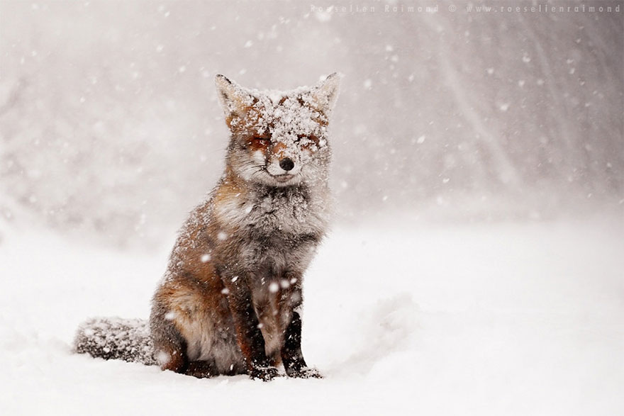 Непредсказуемые дикие лисы в фотографиях Розелин Реймонд-2