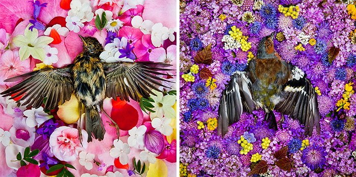 Смерть на цветах в фотографиях Марии Ионовой-Грибиной-8