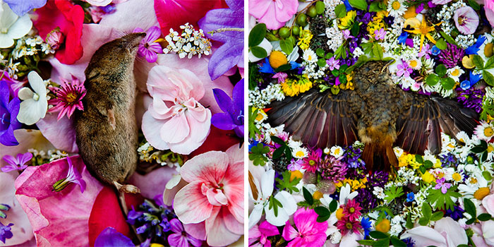 Смерть на цветах в фотографиях Марии Ионовой-Грибиной-9