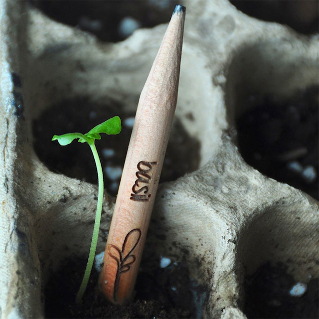 Sprout - карандаши с семенами растений