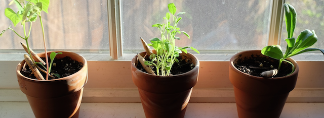 Sprout - карандаши с семенами растений