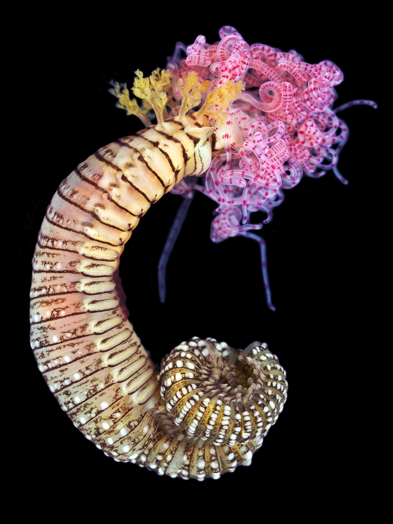 Creatures from Your Dreams and Nightmares: Unbelievable Marine Worms Photographed by Alexander Semenov