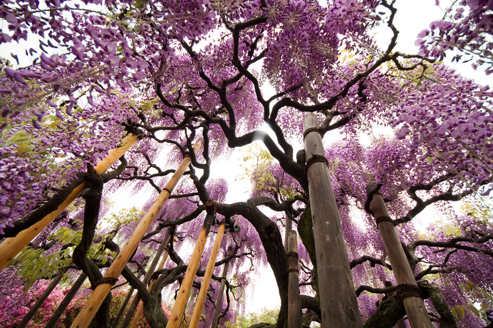 Весна в Японии: прекрасные вистерии и миллионы цветов