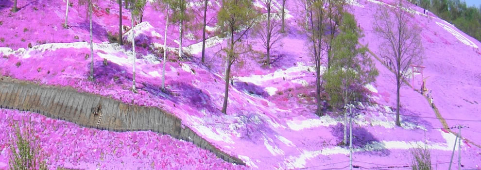 Весна в Японии: прекрасные вистерии и миллионы цветов