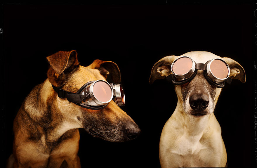 Трогательные фотографии любимых собак от Эльке Фогельзанг-17