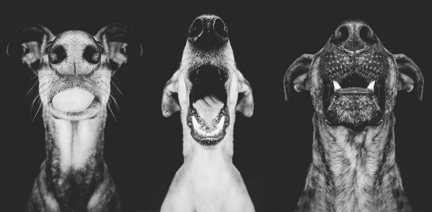 Трогательные фотографии любимых собак от Эльке Фогельзанг-2