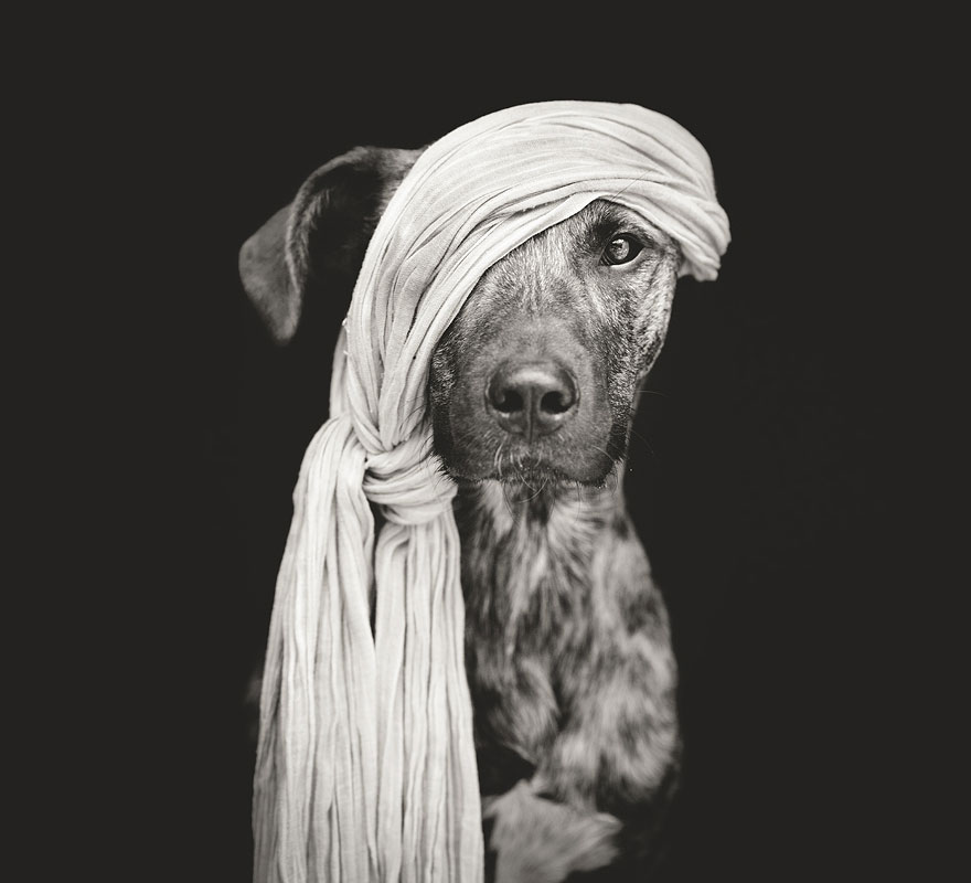 Трогательные фотографии любимых собак от Эльке Фогельзанг-1