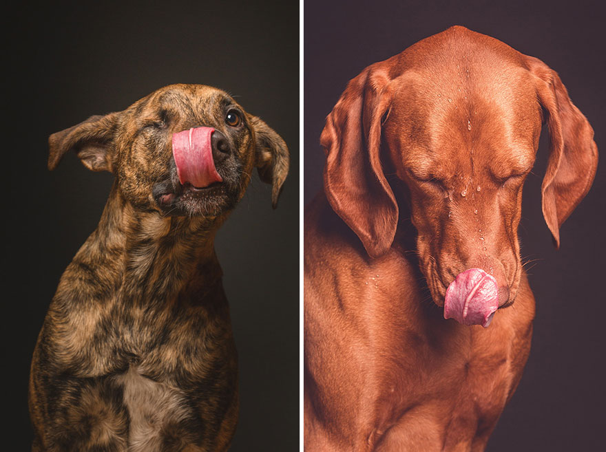 Трогательные фотографии любимых собак от Эльке Фогельзанг-23