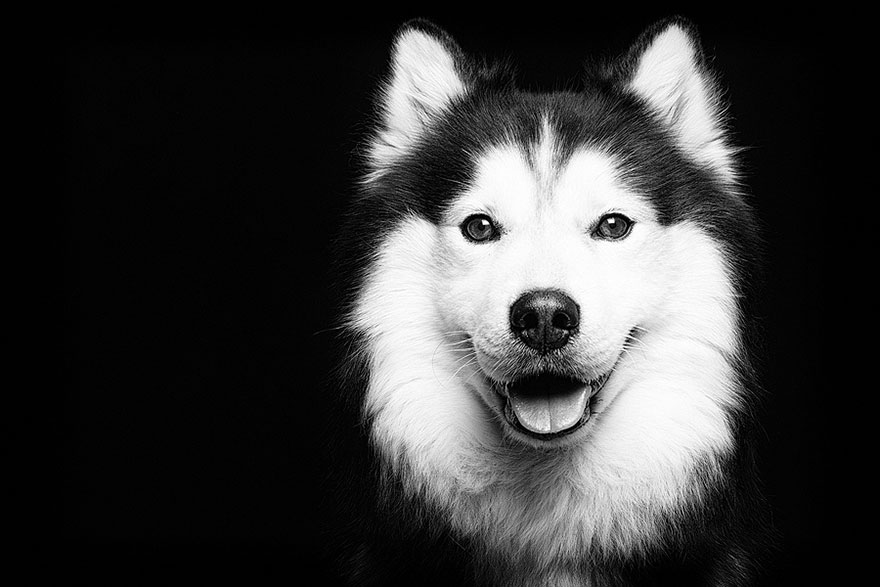 Трогательные фотографии любимых собак от Эльке Фогельзанг-12