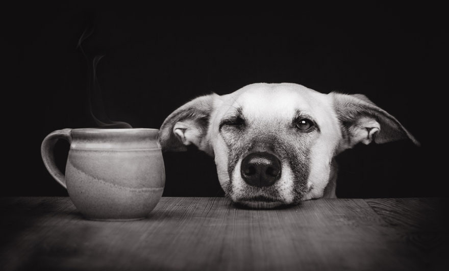 Трогательные фотографии любимых собак от Эльке Фогельзанг-33