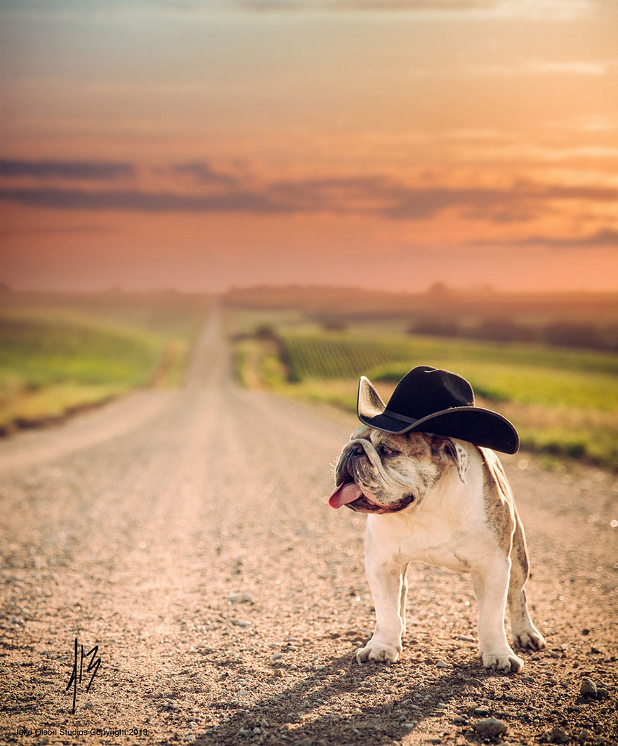 Классные фото. Джейк Олсон фотограф. Собака на дороге. Пес на дороге. Собака в шляпе на дороге.