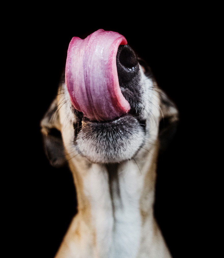 Трогательные фотографии любимых собак от Эльке Фогельзанг-4