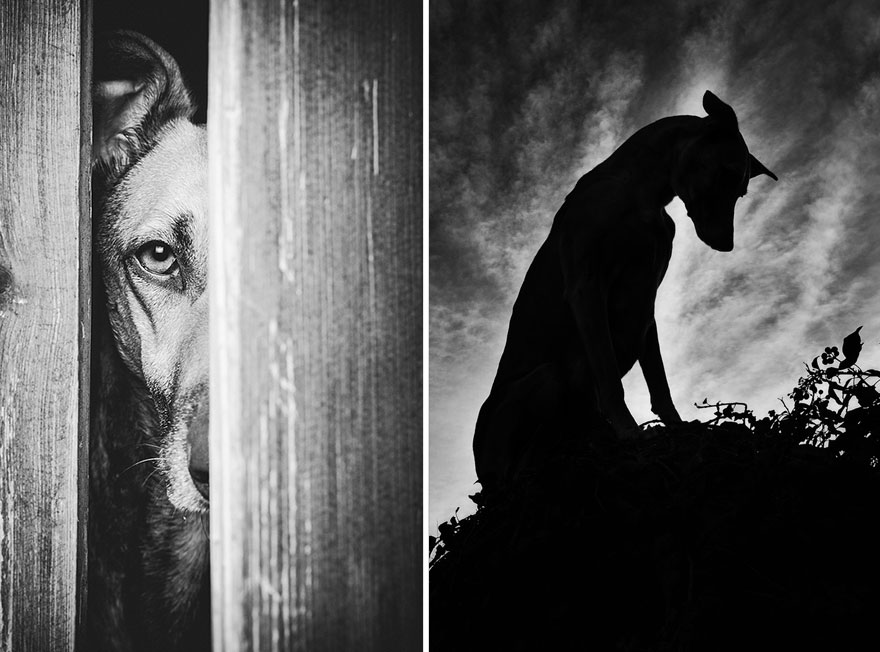 Трогательные фотографии любимых собак от Эльке Фогельзанг-31