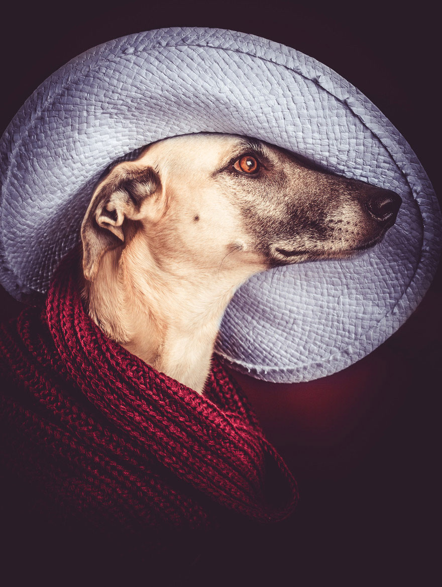 Трогательные фотографии любимых собак от Эльке Фогельзанг-3