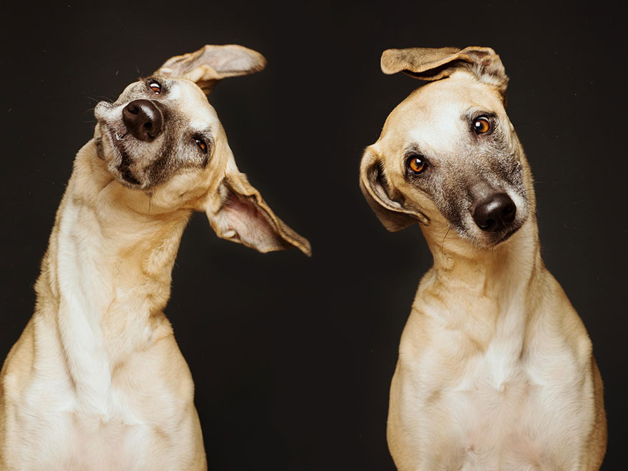 Трогательные фотографии любимых собак от Эльке Фогельзанг-28
