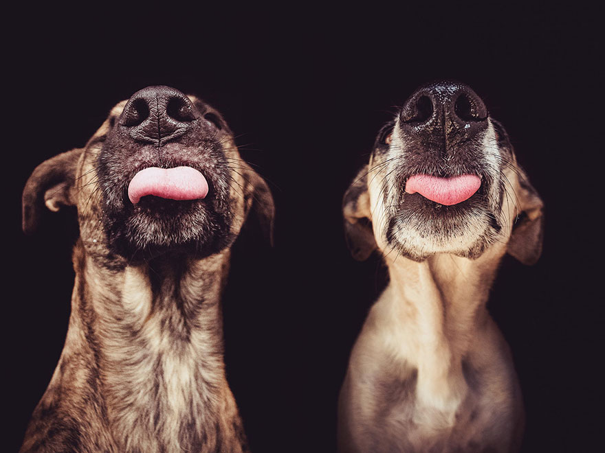 Трогательные фотографии любимых собак от Эльке Фогельзанг-29
