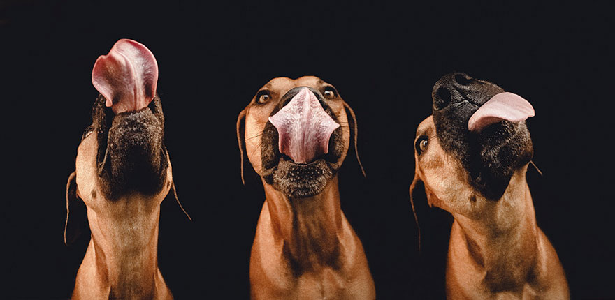 Трогательные фотографии любимых собак от Эльке Фогельзанг-24