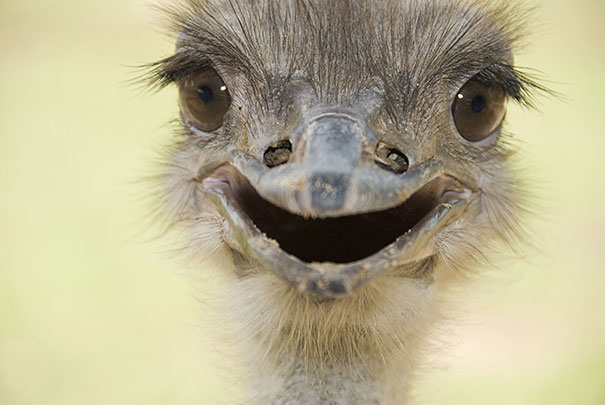 30 фотографий самых счастливых животных на планете-15