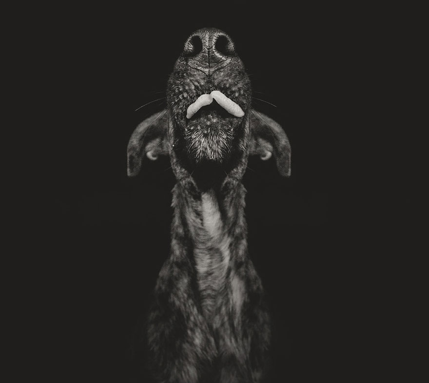 Трогательные фотографии любимых собак от Эльке Фогельзанг-10