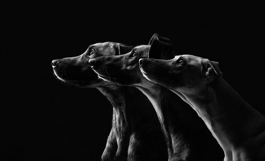 Трогательные фотографии любимых собак от Эльке Фогельзанг-11
