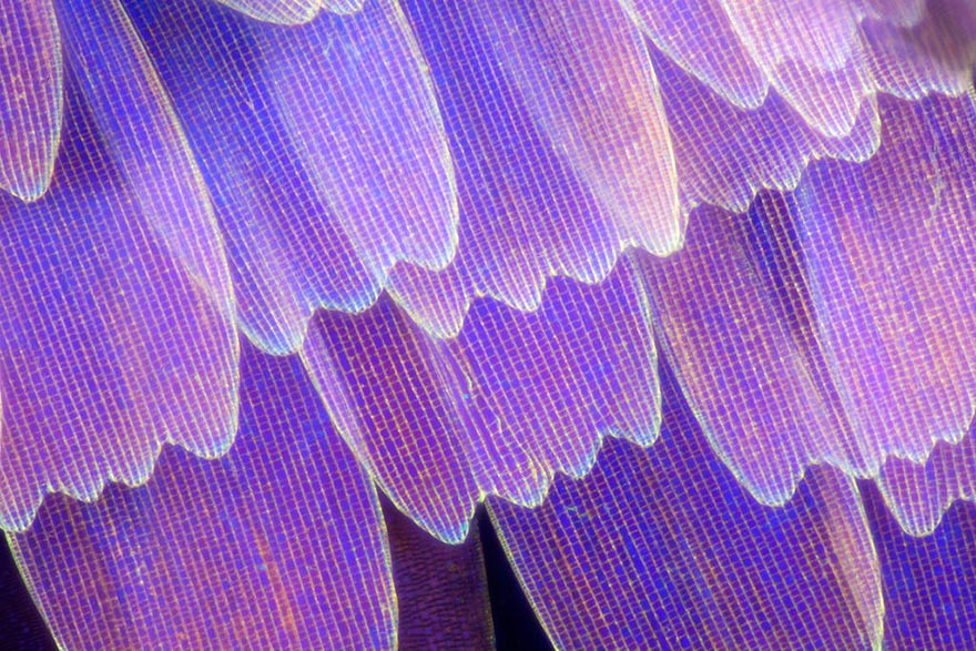 Крылья бабочек в макрофотографиях Линден Гледхилл-13