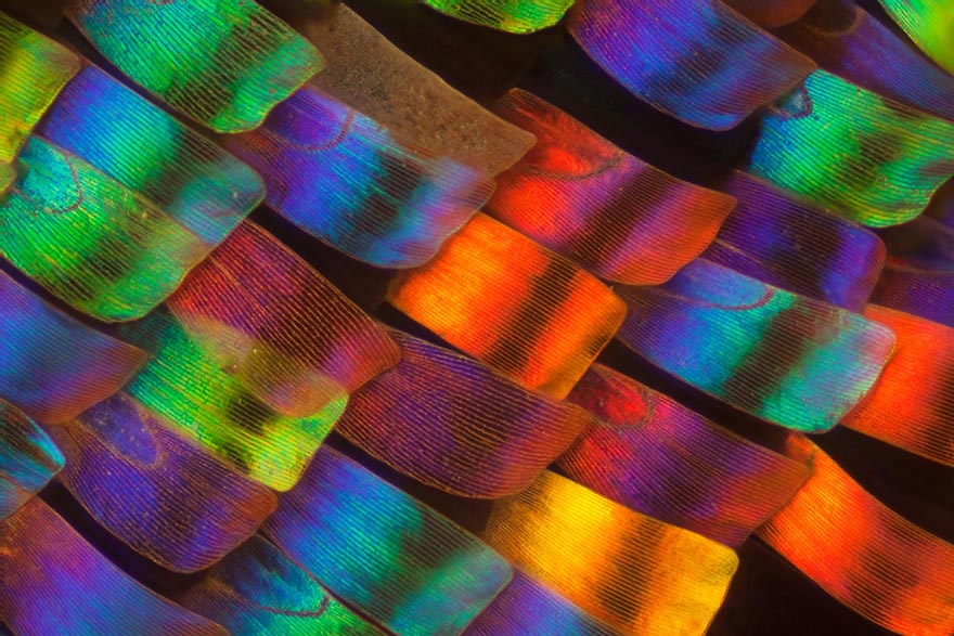 Крылья бабочек в макрофотографиях Линден Гледхилл-1