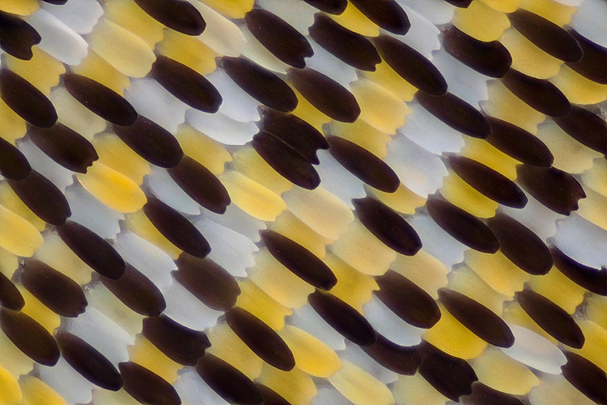 Крылья бабочек в макрофотографиях Линден Гледхилл-9