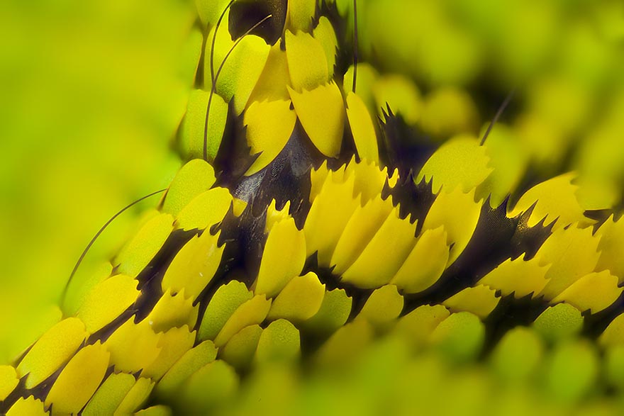 Крылья бабочек в макрофотографиях Линден Гледхилл-7