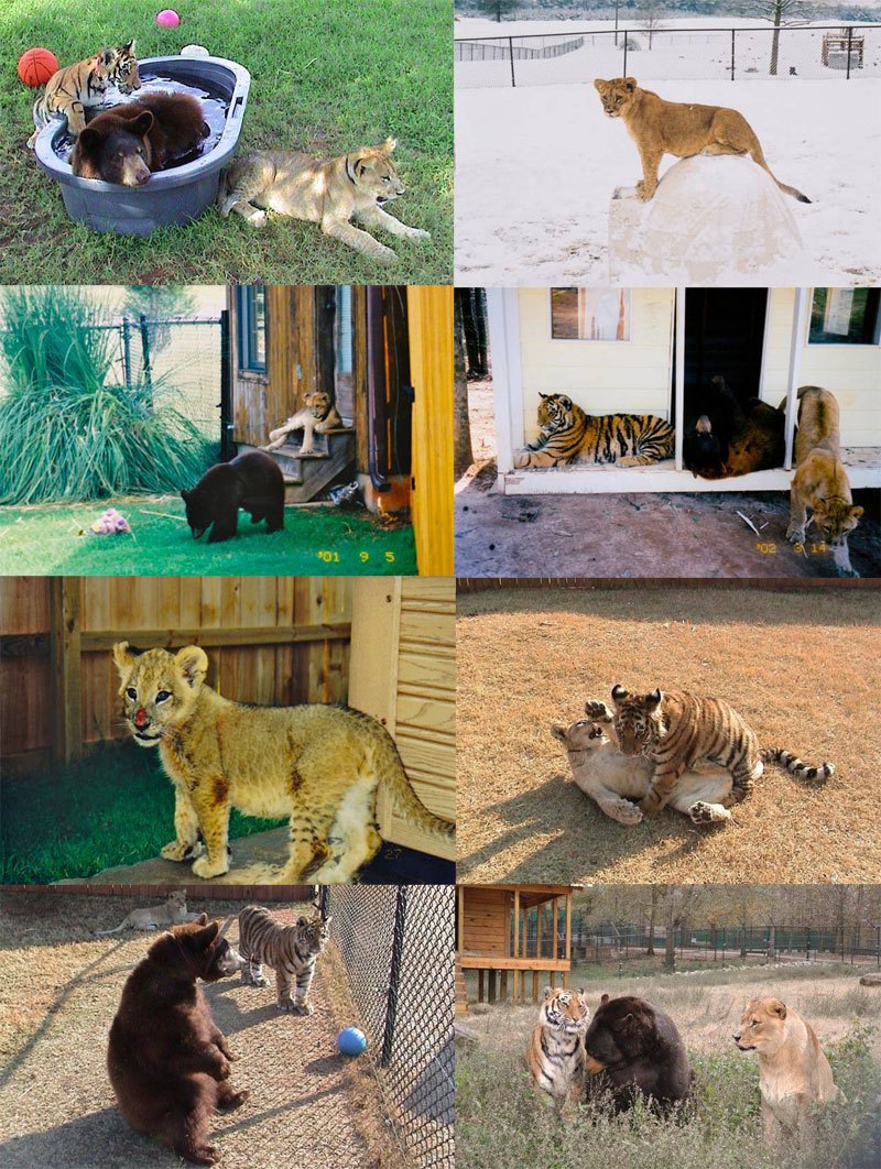 Лучшие друзья: медведь, лев и тигр (15)