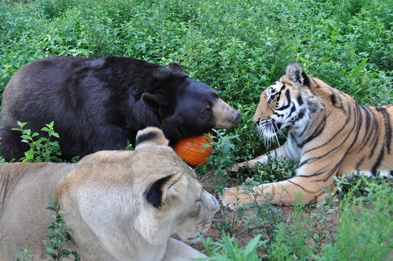 Лучшие друзья: медведь, лев и тигр (9)