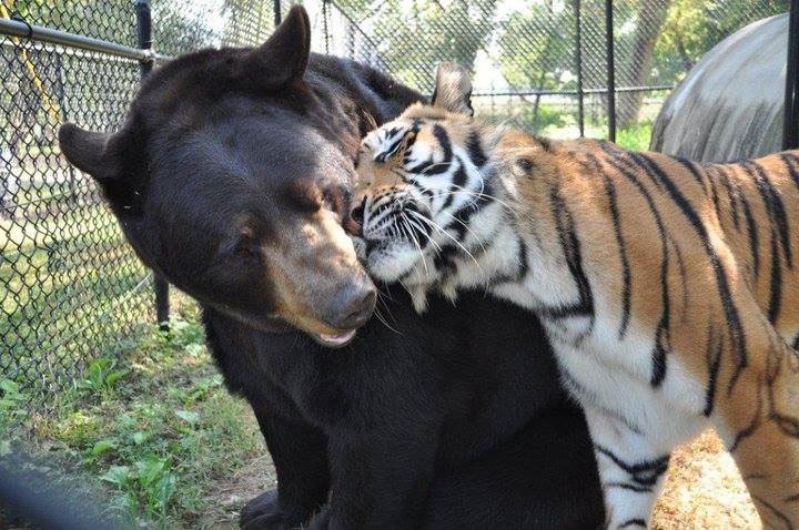 Лучшие друзья: медведь, лев и тигр (1)