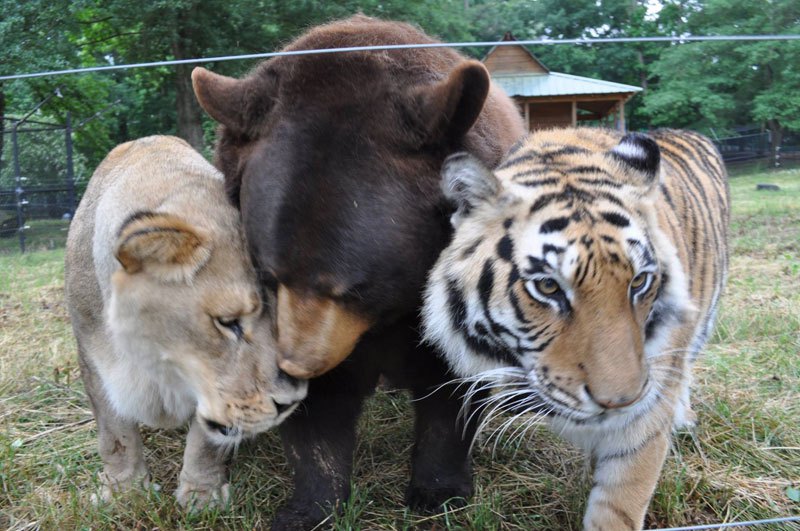 Лучшие друзья: медведь, лев и тигр (6)