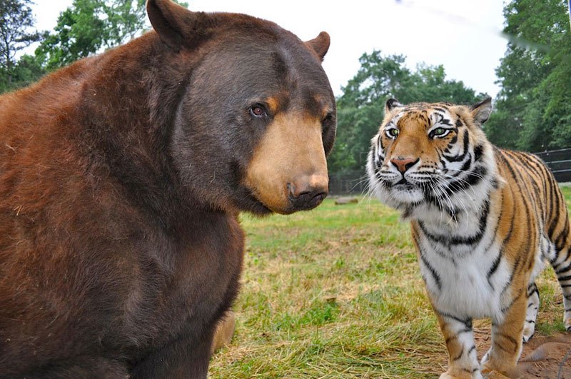 Лучшие друзья: медведь, лев и тигр (3)