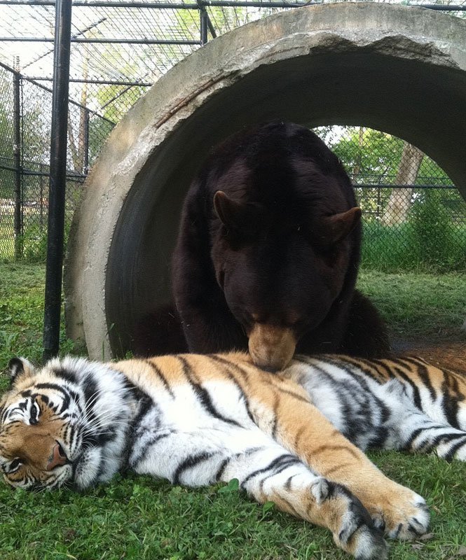 Лучшие друзья: медведь, лев и тигр (12)