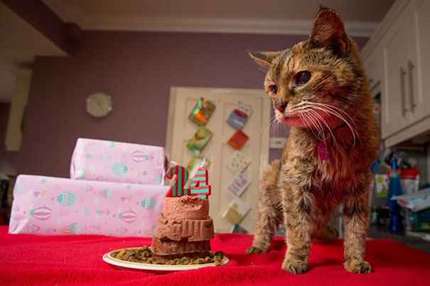 Поппи - самая старая кошка-рекордсменка-11