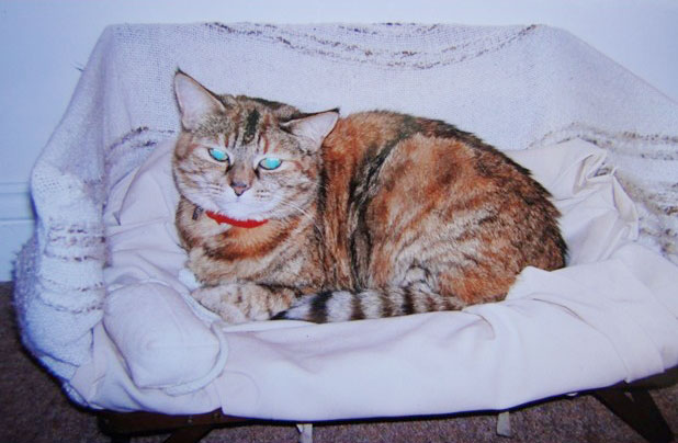 Поппи - самая старая кошка-рекордсменка-7