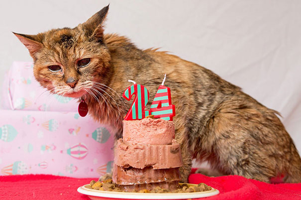 Поппи - самая старая кошка-рекордсменка-13