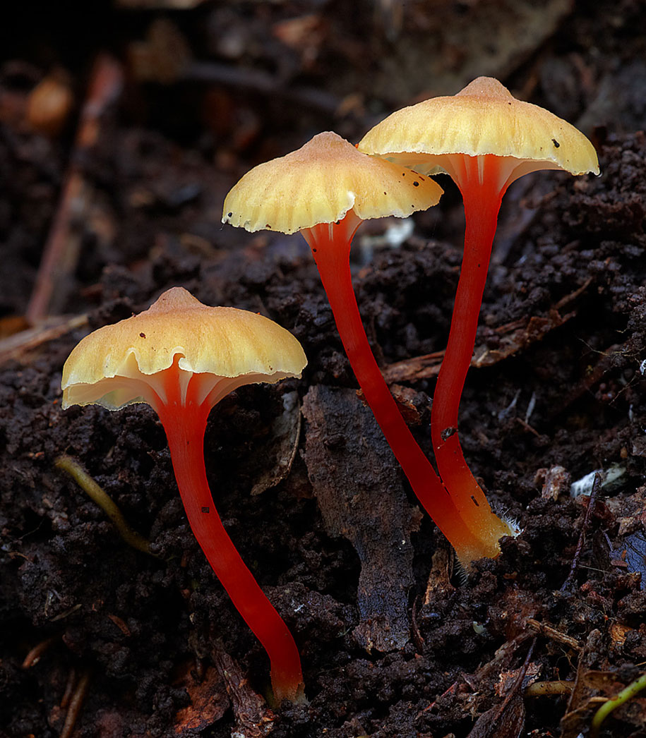 Волшебный мир редких грибов. Фотограф Стив Эксфорд