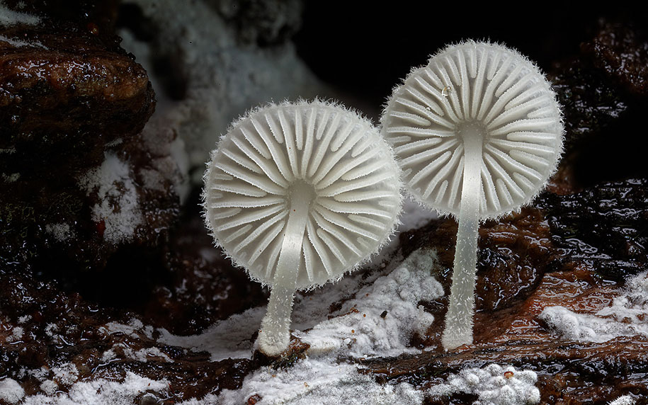 Волшебный мир редких грибов. Фотограф Стив Эксфорд